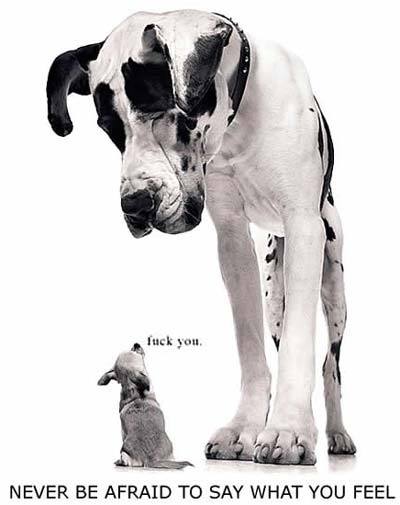 perros