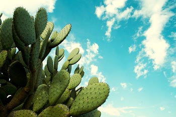 true sky mexico