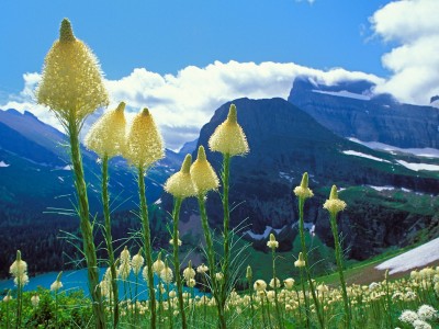 beargrass-grinnell-lake-glacier-national-park-montana