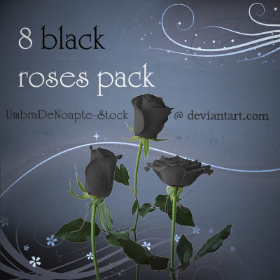 8 black roses pack by umbradenoapte stock 100+ archivos PSD para descargar gratis