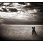 003_lioness-looking-out-ove