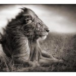 004_lion-before-storm-ii