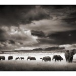 015_elephant-herd
