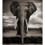 01_elephant-drinking