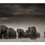 05_elephants-egrets-after-st