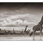 14_giraffes-on-lake-bed