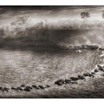 16_wildebeest-arc
