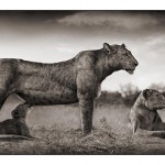 10_lioness-with-cub-feeding