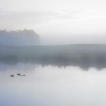 Ducks on a Misty Pond