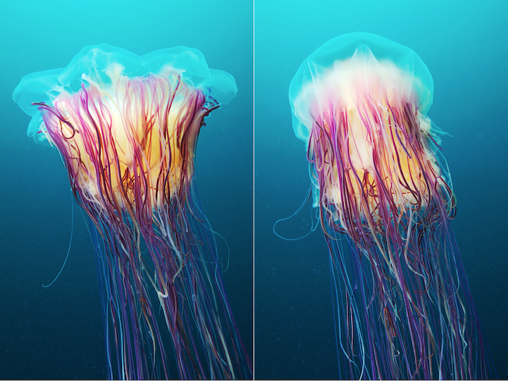 fotografias medusas 3