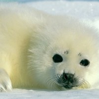 Baby-Harp-Seal