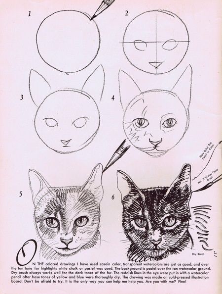 Como dibujar gatos