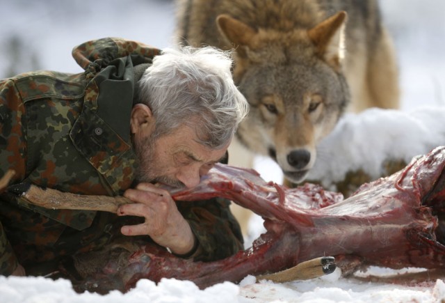 LISI NIESNER, Alemania: Impresionante fotografía de un investigador de lobos mordiendo el cadaver de un venado junto a un lobo.