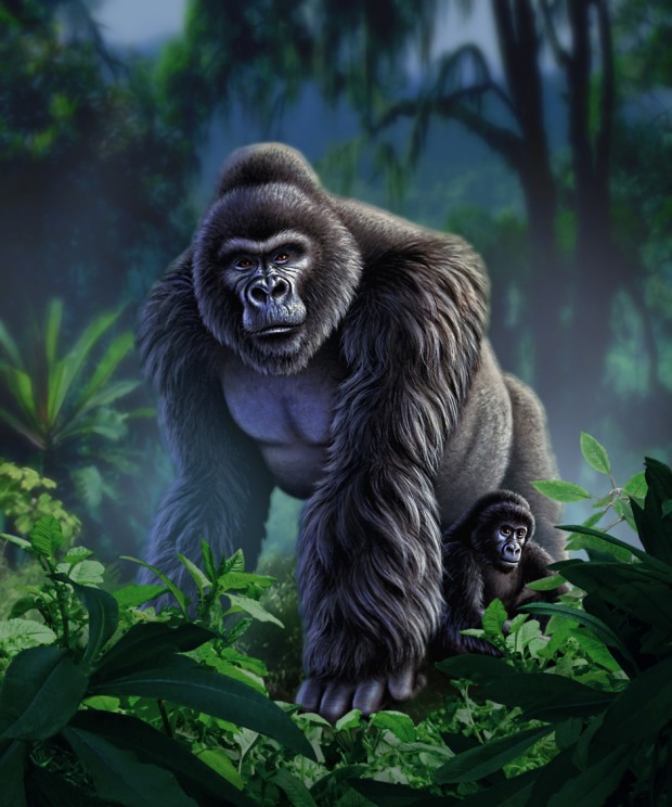 ilustraciones de animales gorilas