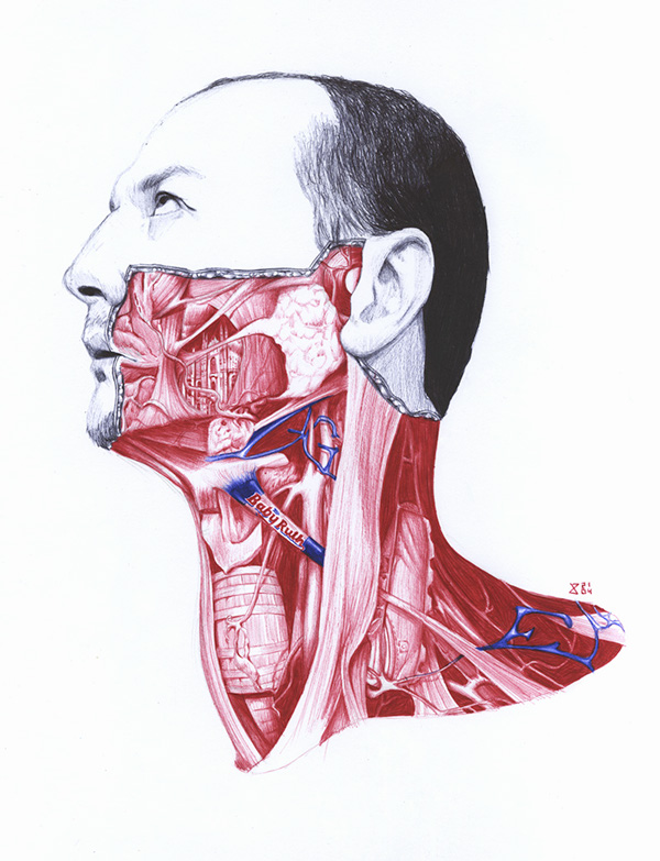 extrañas ilustraciones anatomia 6