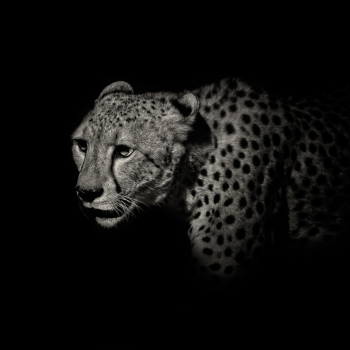 fotos animales salvajes cheeta