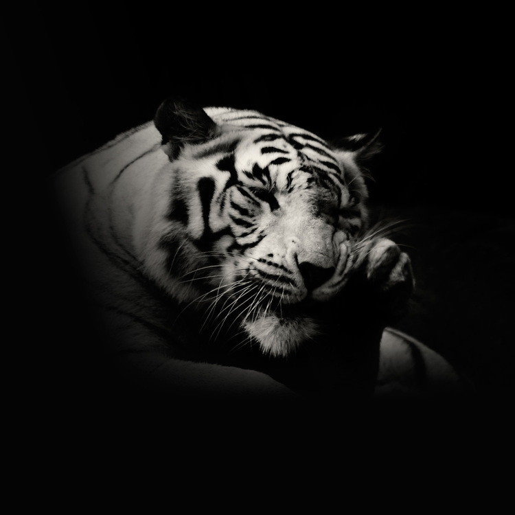 Fotografías de animales salvajes por Alex Stephen Te... - Frogx Three