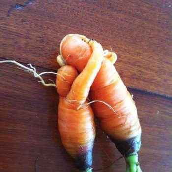 te quiero zanahoria