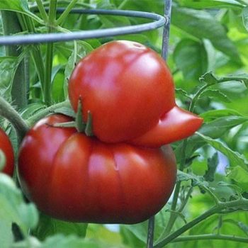 tomate pato