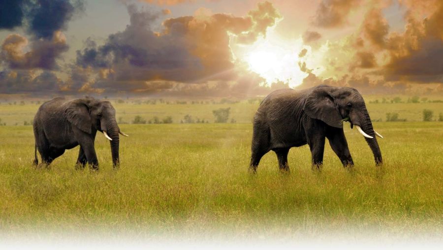 13 Fotografías de animales salvajes por National Geo... - Frogx Three