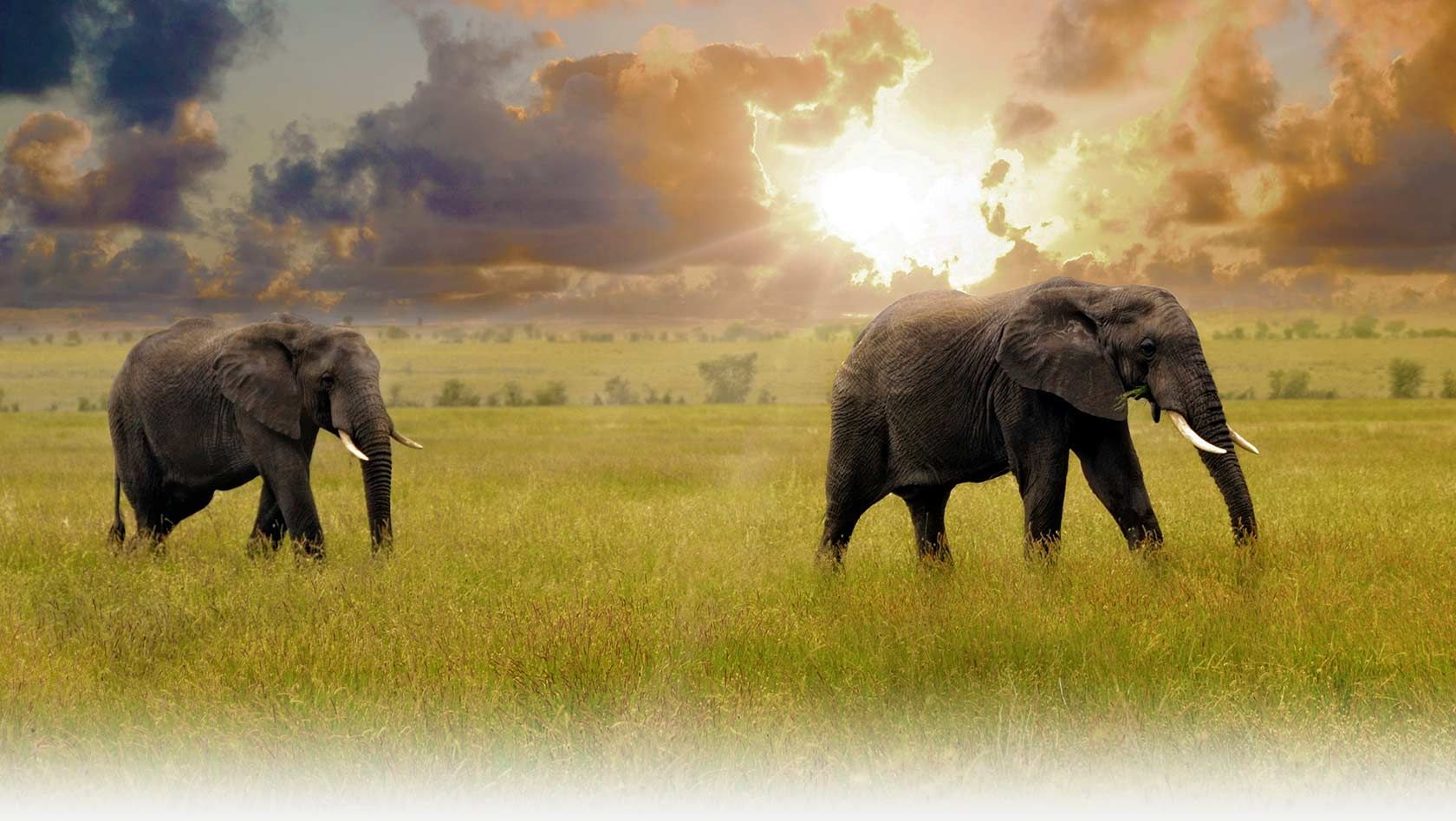 13 Fotografías de animales salvajes por National Geo... - Frogx Three