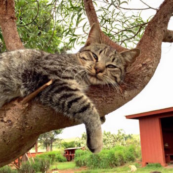 Lanai Cat Sanctuary 5