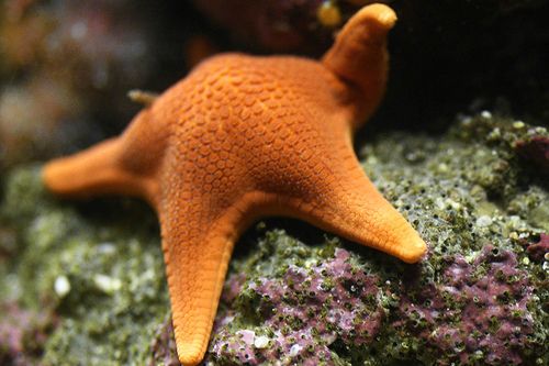 21-Starfish-Hello-por-Tim-Hamilton