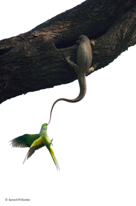 ganesh-h-shankar_wildlife-photographer-of-the-year_-birds-winner-465x700