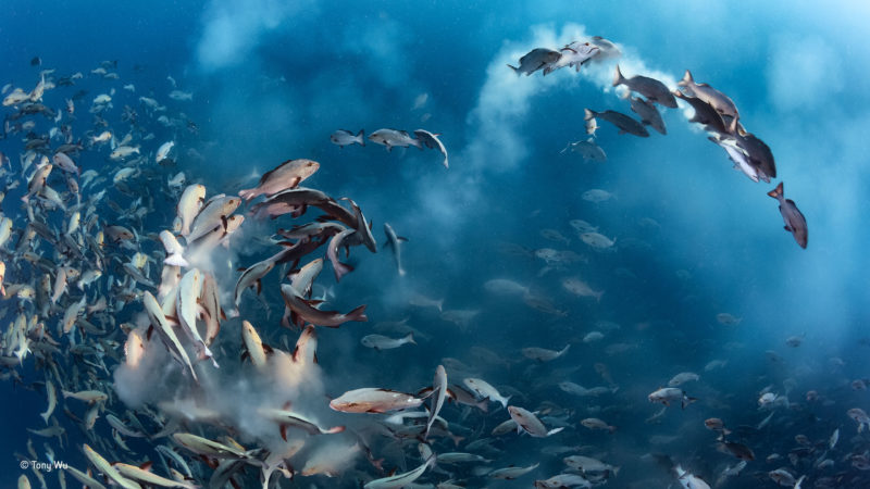 tony-wu_wildlife-photographer-of-the-year_-under-water-winner-800x450