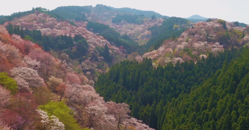 Timelapse muestra como se cubre Japón por Flores de Cerezo