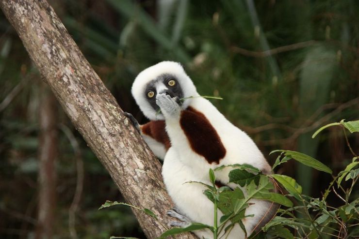 Astonished Lemur por Jakob Strecker