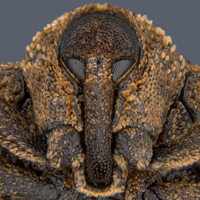 8vo Lugar - Retrato de escarabajo gorgojo por Pia Scanlon
