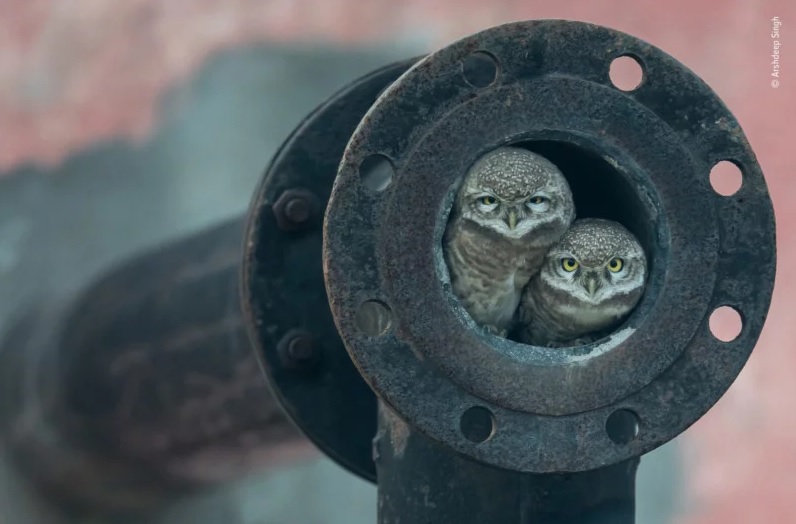 “Pipe Owls” por Arshdeep Singh